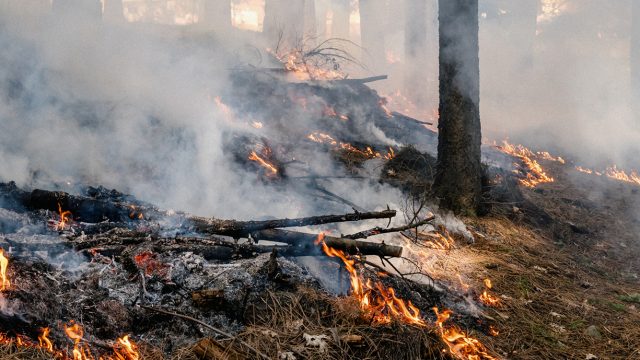 Forestry Insurance and Wildfire Risk Management