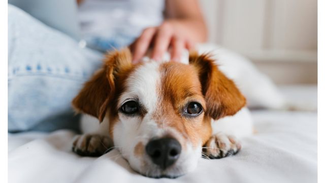 How to Choose the Right Pet Sitting Service: A 10-Point Checklist for High-Anxiety Dogs
